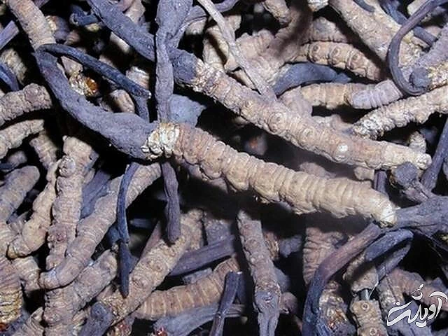 قارچ کرم ابریشم